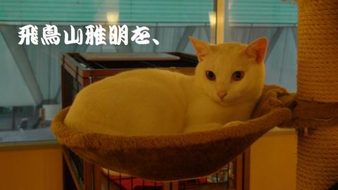 『Cat Cafe ねころび』最年長のニャンコ、プリン兄さん