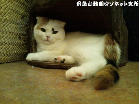 吉祥寺の猫カフェ 不思議なネコの森『てまりのおうち』の看板娘・てまりちゃん (*^.^*)。今回、初めて動画撮影に挑みました ヽ(ﾟ∀ﾟ)ﾉ ﾜｰ。